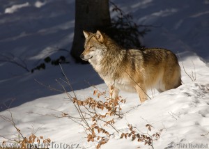 vlk-obecny-5_3681.jpg
